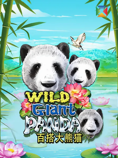 Wild Giant Panda